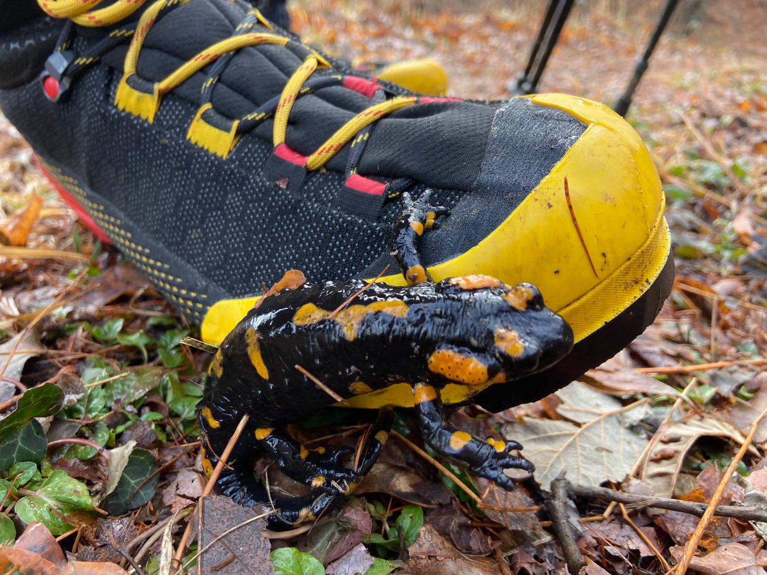 SCARPONI DA MONTAGNA